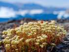 Rockfoil in tundra of Itilliarsuup Kangerlua Fjord part of Uummannaq Fjord, northwest of Greenland. Art Print